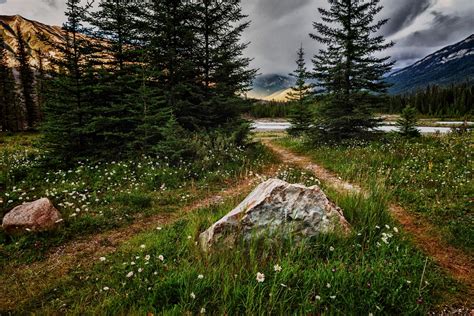 Nature Mountain Flower Landscape Grass Tree Sky Clouds