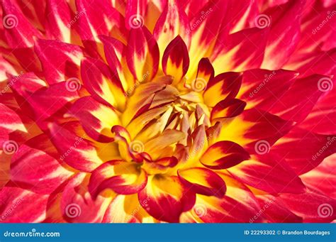 Red And Yellow Dahlia Stock Photo Image Of Beautiful 22293302