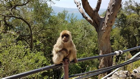 The release of such issues were confined up to 1966 to crown agents 'omnibus' issues and marked events of international interest. The Monkeys of Gibraltar - The Everywhereist