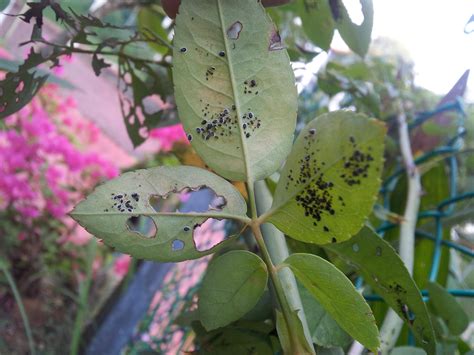 Diseases What Are These Black Spots On My Rose Tree Gardening