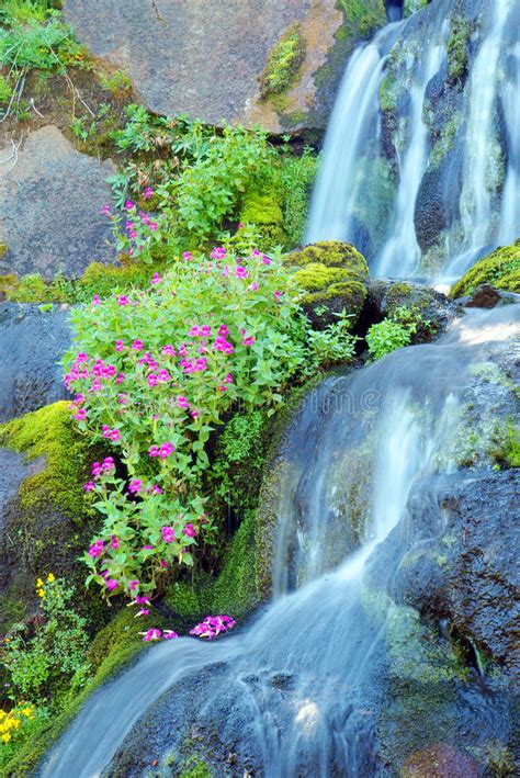 Waterfall And Wild Flowers Stock Photo Image 44678540