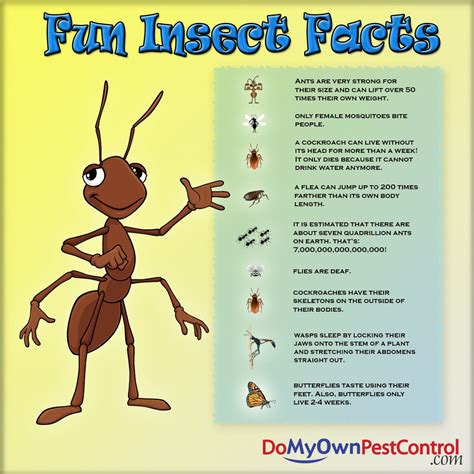 Insects For Kids Kids Fun Learning