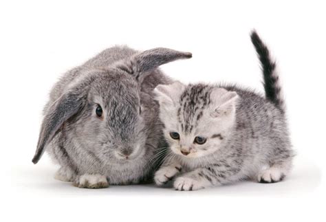 Discover and share the best gifs on tenor. » Snap cat - Cats and bunnies looks exactly the same