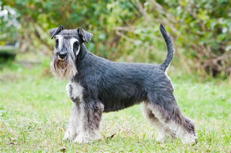 Find Your Miniature Schnauzer Puppy For Sale In Port Orchard WA