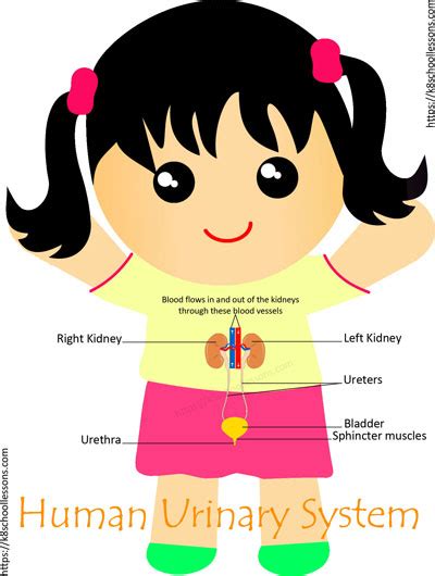 Urinary System For Kids Human Urinary System Human Body Facts