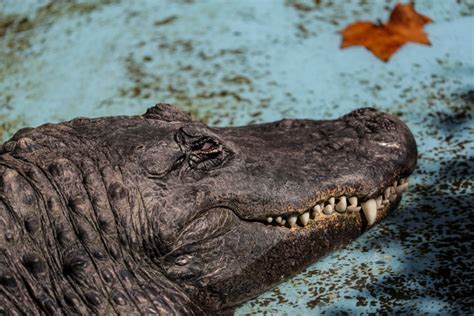 Muja The Worlds Oldest Living Alligator Is Alive And Hungry