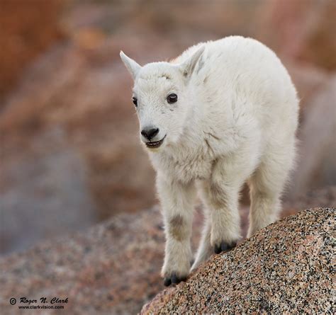 Clarkvision Photograph Smiling Baby Mountain Goat 0475