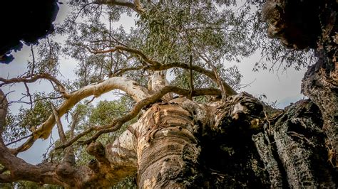 Aboriginal Birthing Tree Goldfields Guide