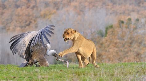 Lion Attack Vulture In The Wild Youtube