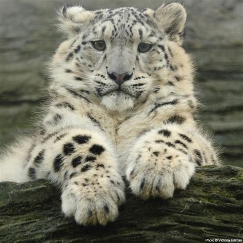 Save The Snow Leopard The Rainforest Site