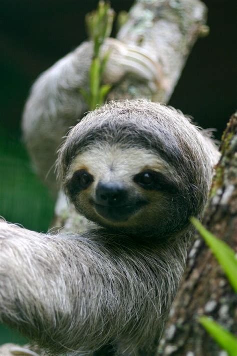 Pygmy Three Toed Sloth