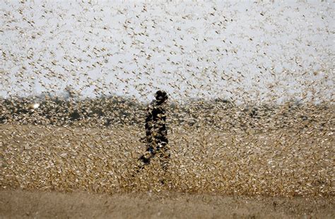 World Bank Approves Record 500 Million To Battle Locust Swarms The