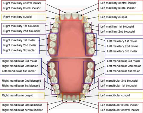 Teeth Names And Locations In Human Mouth And Their Functions