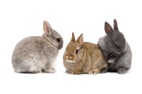 The wide array of color varieties also enchants fans of the netherland dwarf. Netherland Dwarf Rabbit