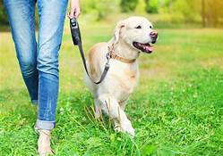 Assist your canine with adapting to joint pain