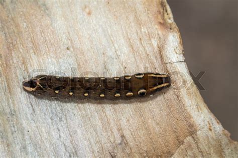 Image Of Brown Caterpillar On A Natural Stock Image Colourbox