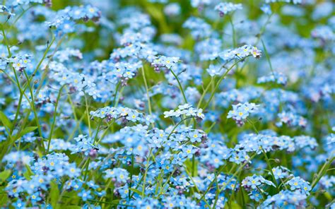 They are scientifically known as myosotis laxa. Forget Me Not Flower Wallpapers Images Photos Pictures ...