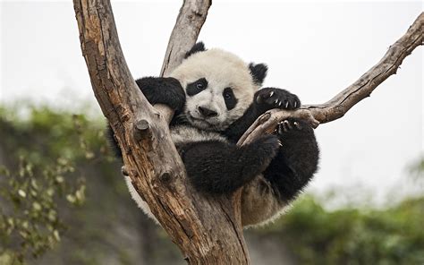 Panda Bear Tree Baby Cub Wallpapers Hd Desktop And Mobile Backgrounds