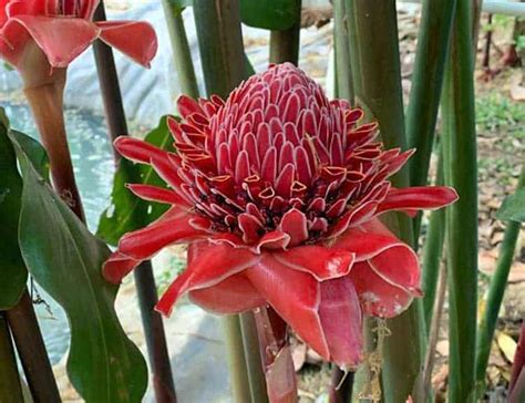 Nama lain dari rambutan kapulasan. Bunga Kecombrang, Si Merah Cantik yang Kaya Manfaat