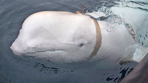 Russians Likely Used This Beluga Whale As A Spy Heres Why Live Science