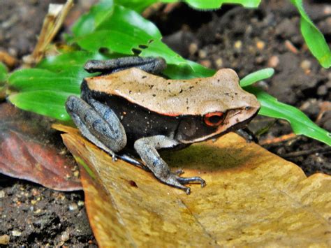 Bicolored Frog Wikipedia