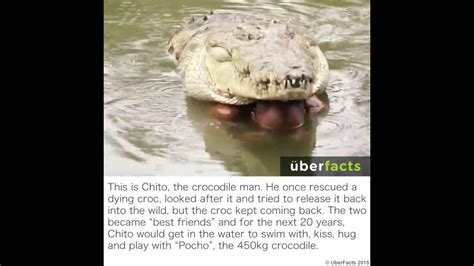 Crazy Guy Swimming With Huge Crocodile Youtube
