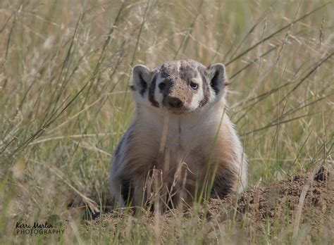 The american badger belongs to one of three. Top Ten of 2020 : Old friends and rare gems | Kerri Martin ...