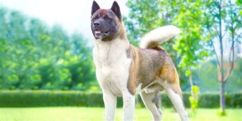 Pictures Of Akita Puppies Find Your Joy With These Akita Puppy