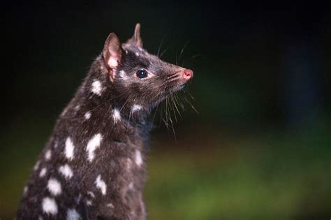 Spotted Tail Quoll Dasyurus Maculatus Devils At Cradle Tasmanian