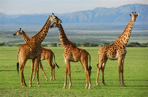 Giraffes In Their Natural Habitat Giraffe Facts And Information