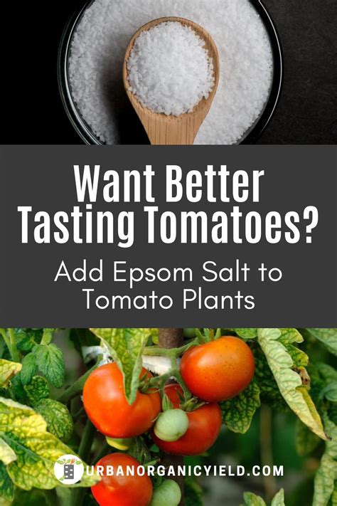 Tomato Fertilizer Artofit