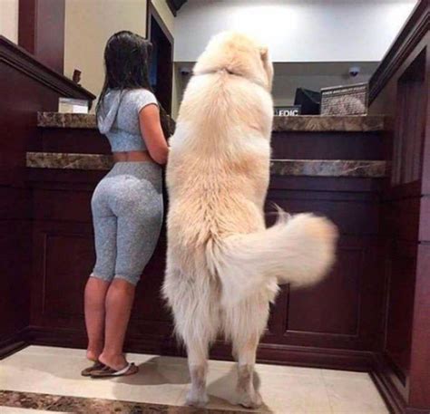 Big Doggo Funny Pictures Funny Memes Dogs