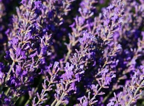 The american society for prevention of cruelty to animals (aspca) lists the lavender plant itself as toxic to cats.1. The Health Benefits Of Lavender Essential Oil
