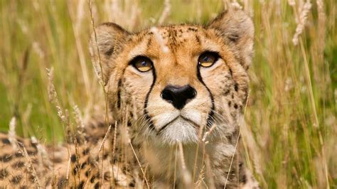 Cheetah Free Wallpaper And Screensavers Cheetah Face Cheetah Animal
