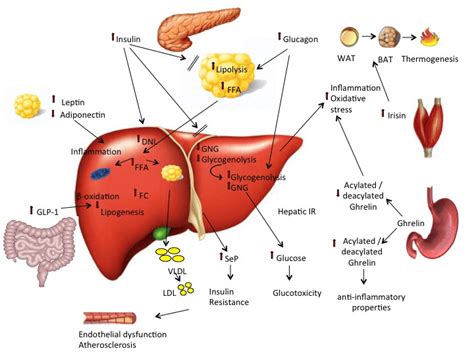 The Key Metabolic Players And The Major Pathogenic Pathways Involved In