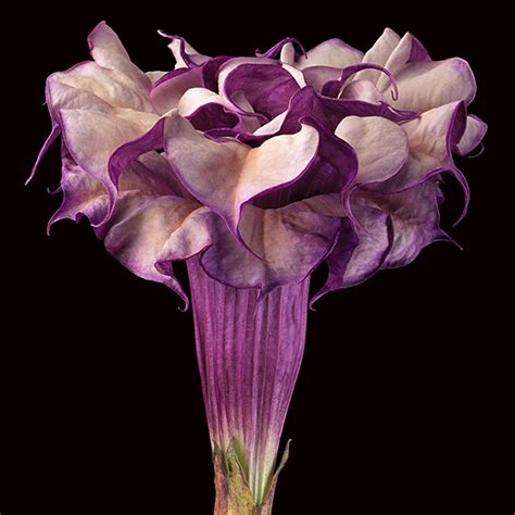 Purple Datura Amy Lamb Studio Llc