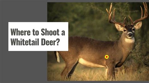 Where To Shoot A Whitetail Deer With A Crossbow The Shooting Gears