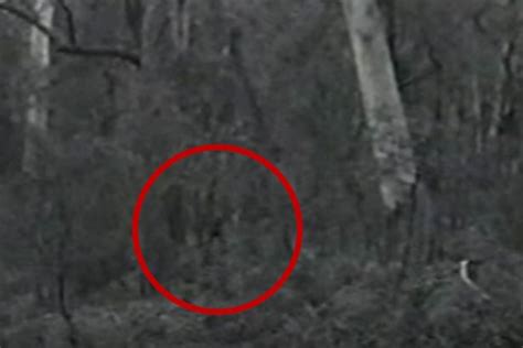 Best Footage Yet Of The Mysterious Yowie The Bigfoot Like Creature