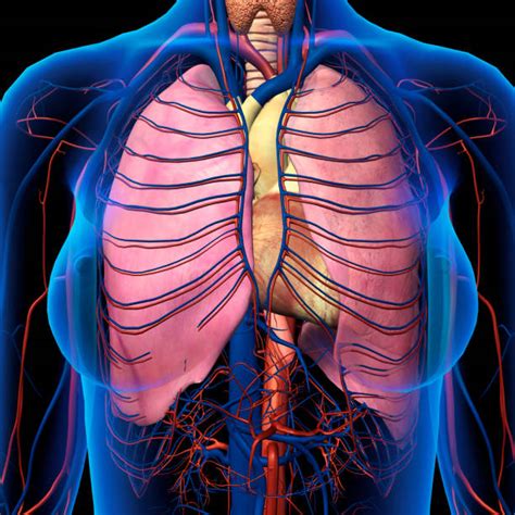 Diagram of the human lungs with the respiratory tract visible, and different colours for each lobe. Best Superior Vena Cava Stock Photos, Pictures & Royalty ...