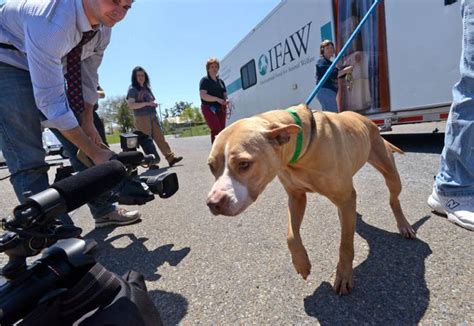 Homeless Dogs Displaced By A Mississippi Tornado Seek Homes In