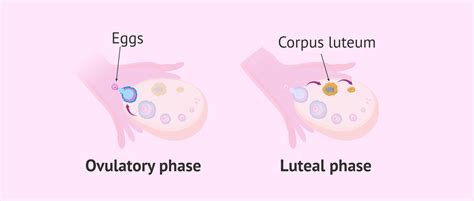 What Is The Corpus Luteum