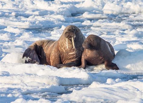 Couple Of Walruses On The Ice Arctic Spitsbergen Couple Of Arctic
