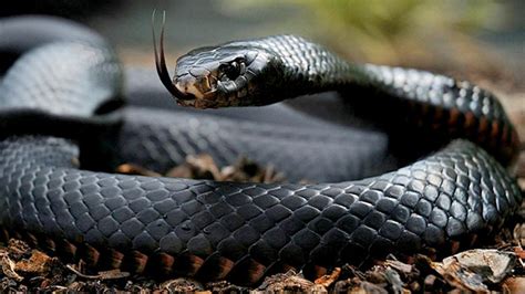 Allein das gift einer seewespe könnte 250 menschen umbringen. Die 10 giftigsten Schlangen der Welt | Listen für alle