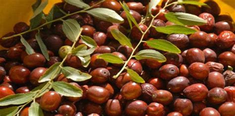 نبات السدر أو المعروف بنبات النبق (بالإنجليزية christ's thorn ) هو من أهم النباتات المثيرة للجدل في العالم. اوراق السدر في تونس