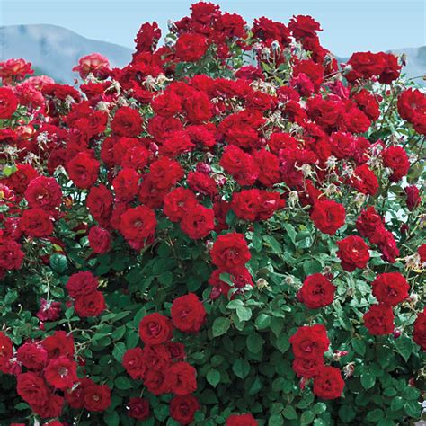 Oh My Floribunda Rose Jumbo Bareroot Roses From Gurneys