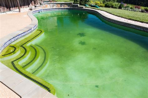 Algen im Salzwasser Pool besten Tipps für einen sauberen Pool