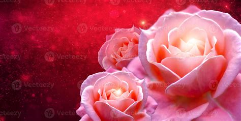 Pink Roses Banner Red Rose Bokeh Red Background Have Space To Enter
