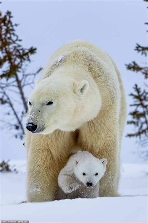 Mother Polar Bear Rolls Around In The Snow With Her Young Cubs Daily