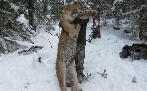 Cougar Hunting 5 Nelson Blue Ridge Outfitters