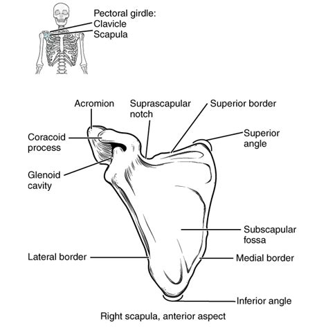 🌷 Pectoral Girdle And Upper Limb Pectoral Girdle Anatomy Function